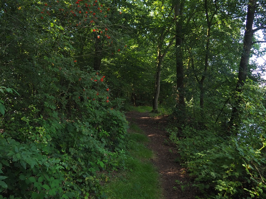 Weg durch das Naturschutzgebiet 850